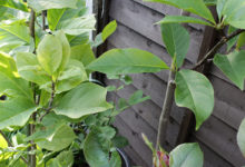 Health Education: 19 Medicinal Values of Scent Leaf