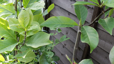 Health Education: 19 Medicinal Values of Scent Leaf