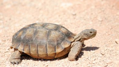 Africa’s Oldest Tortoise Dies At 344 Years