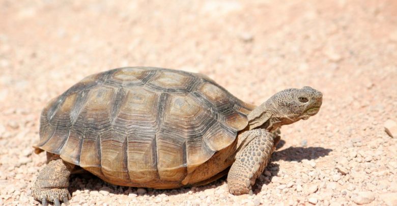 Africa’s Oldest Tortoise Dies At 344 Years